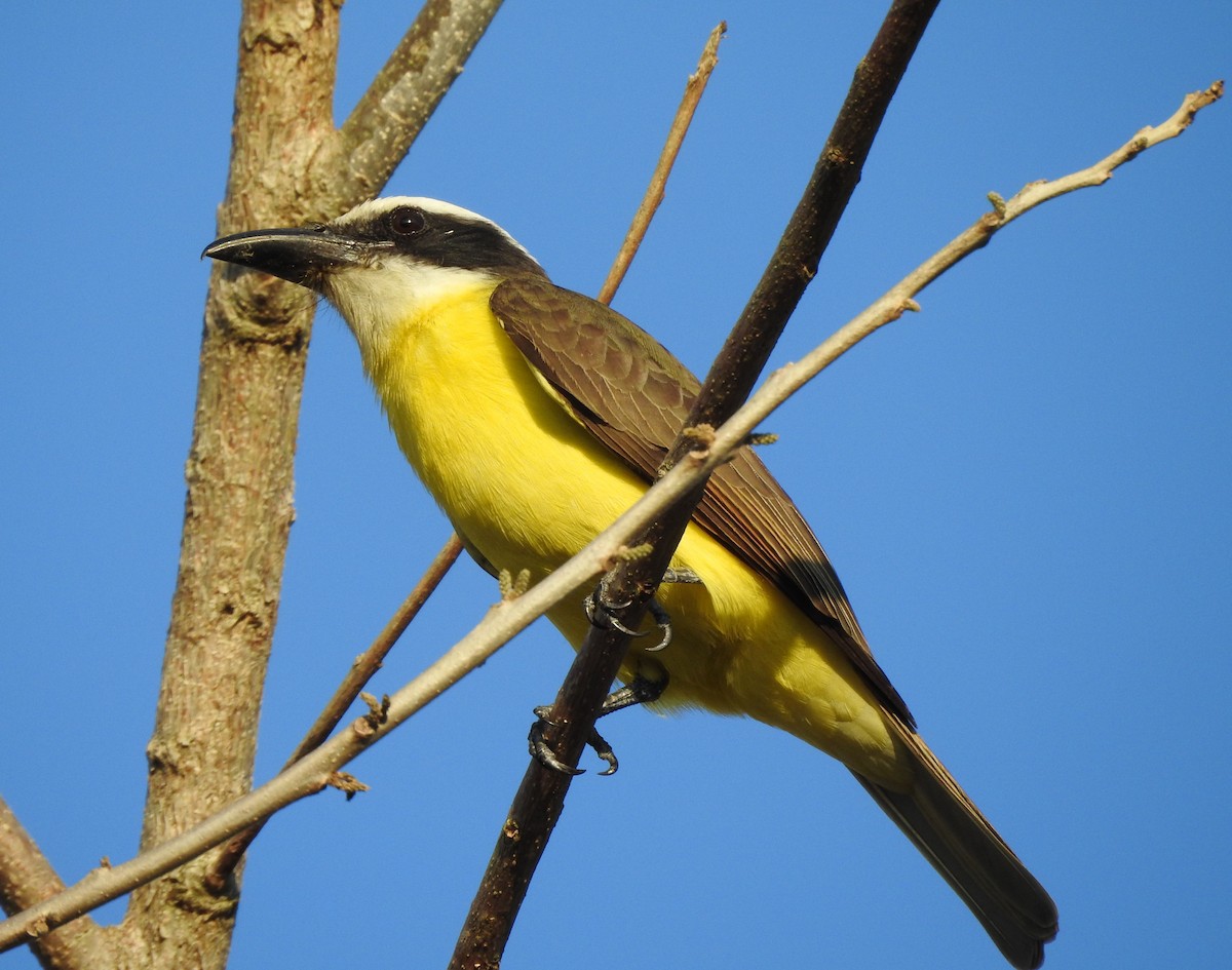 Boat-billed Flycatcher - ML629089656