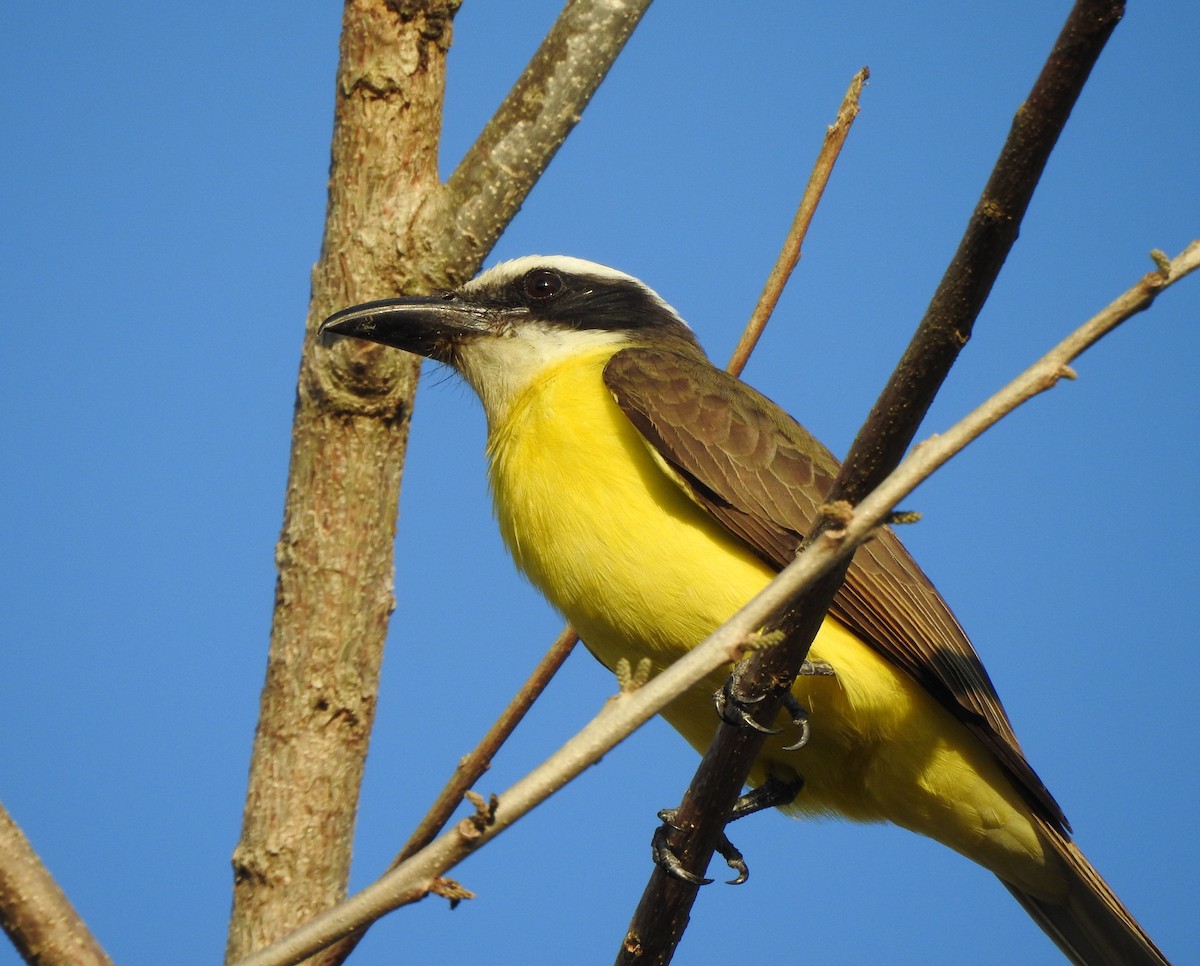 Boat-billed Flycatcher - ML629089657