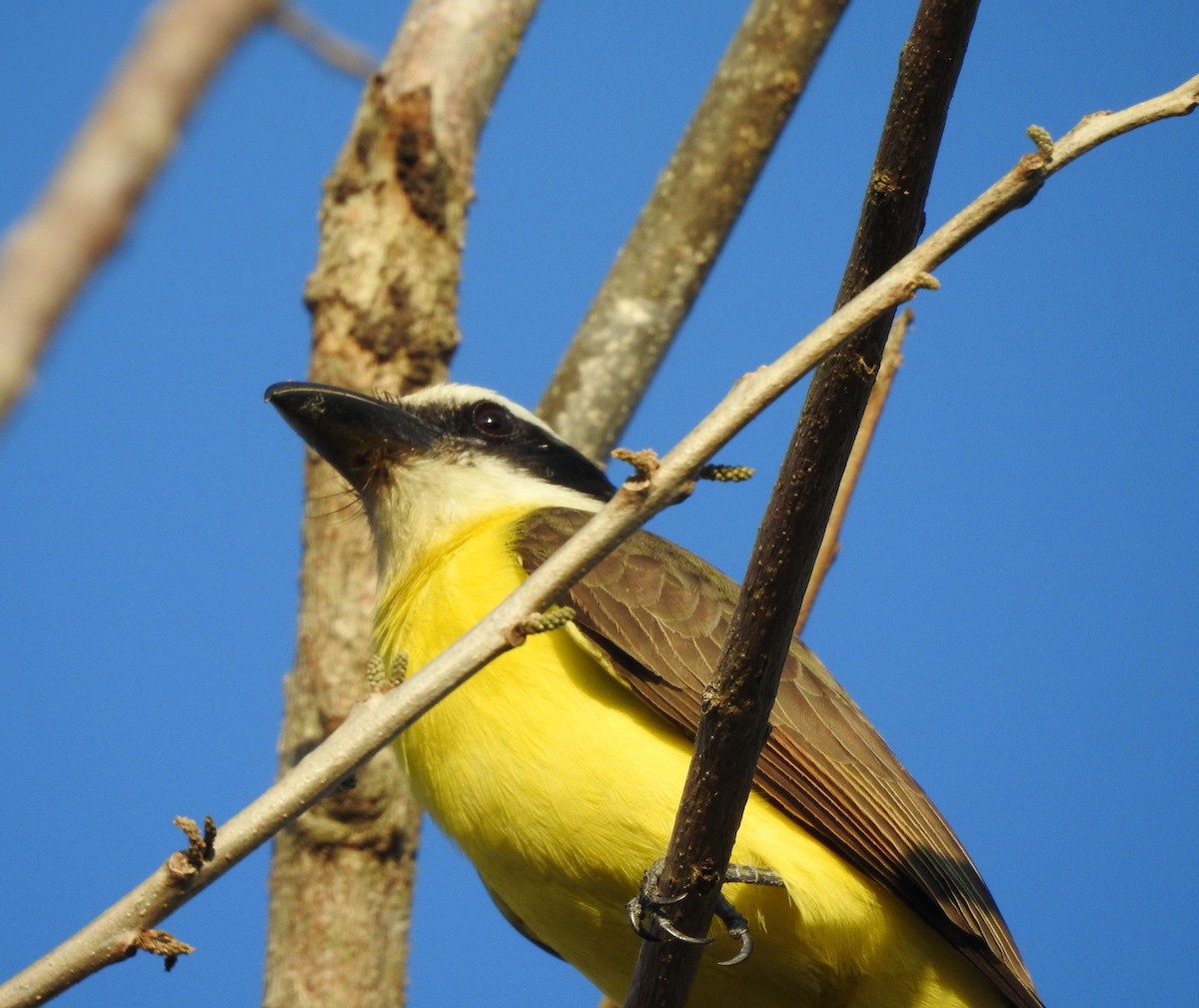 Boat-billed Flycatcher - ML629089658