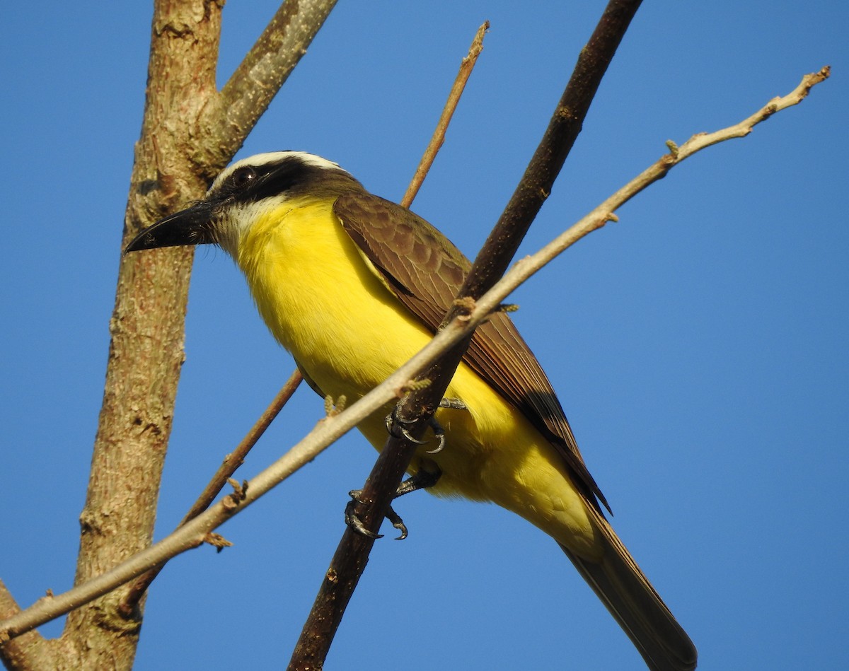 Boat-billed Flycatcher - ML629089659