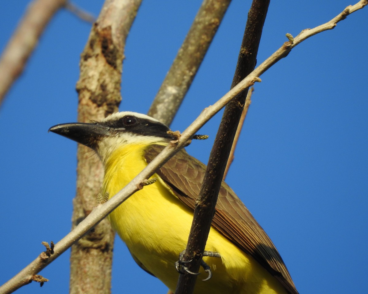 Boat-billed Flycatcher - ML629089660