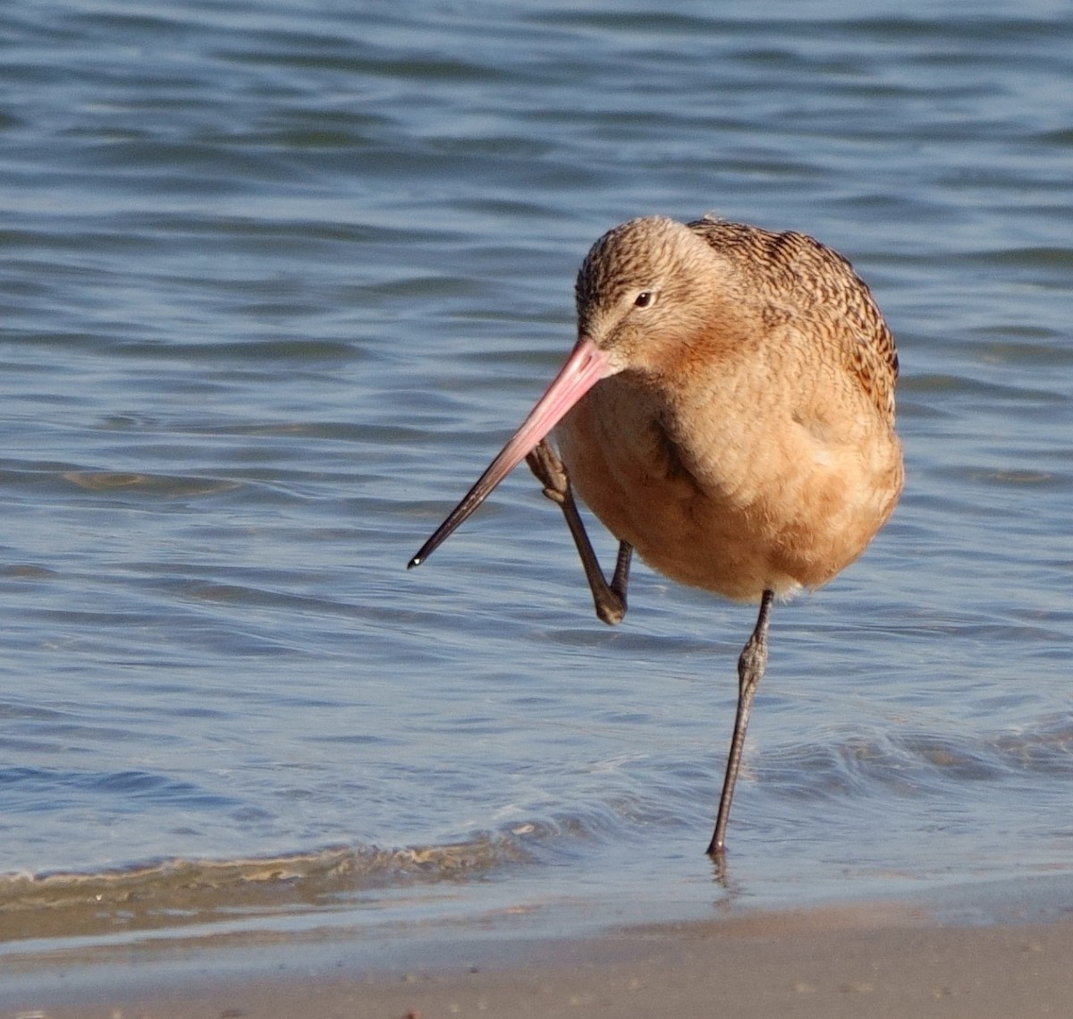 Marbled Godwit - ML629089677