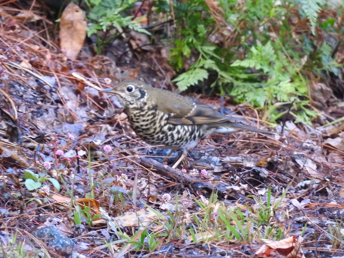 Long-tailed Thrush - ML629089769