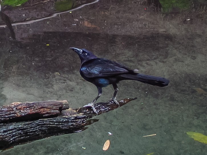 Boat-tailed Grackle (westoni) - ML629089771