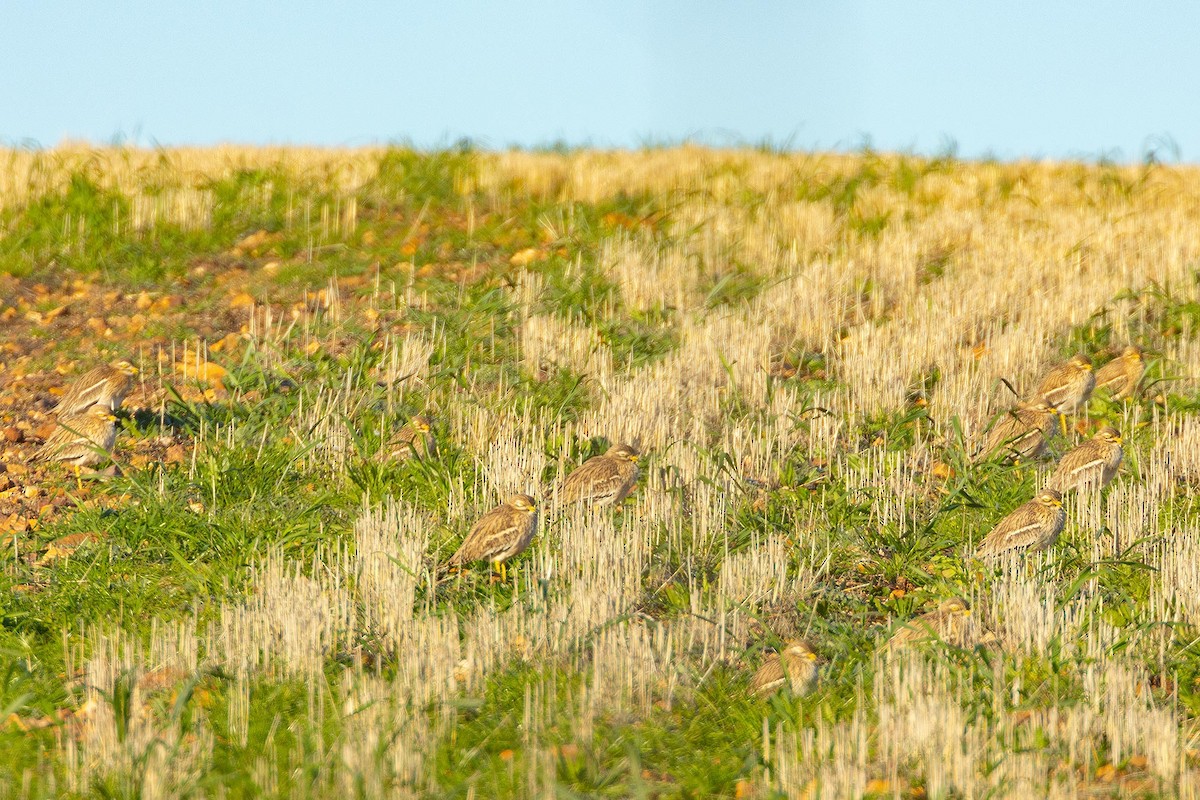 Eurasian Thick-knee - ML629089781
