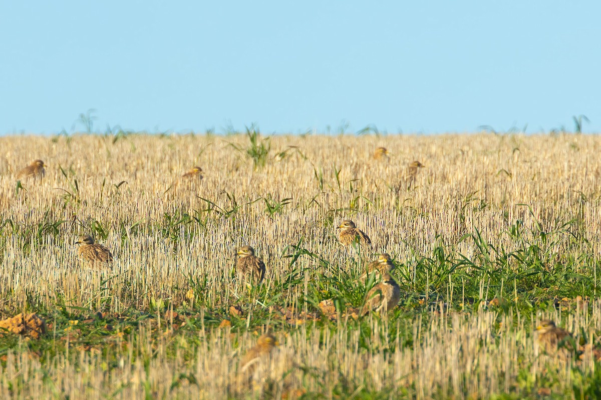 Eurasian Thick-knee - ML629089782
