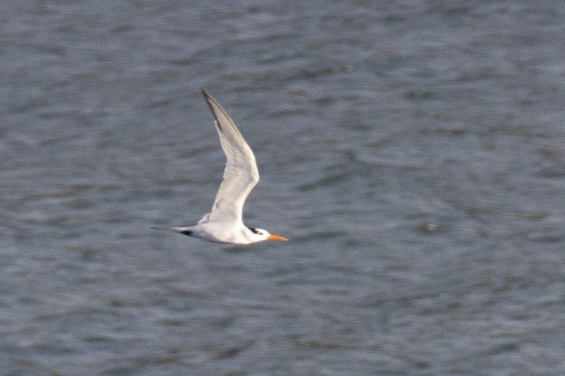 Lesser Crested Tern - ML629089784