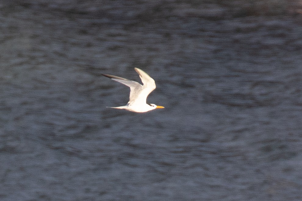 Lesser Crested Tern - ML629089785