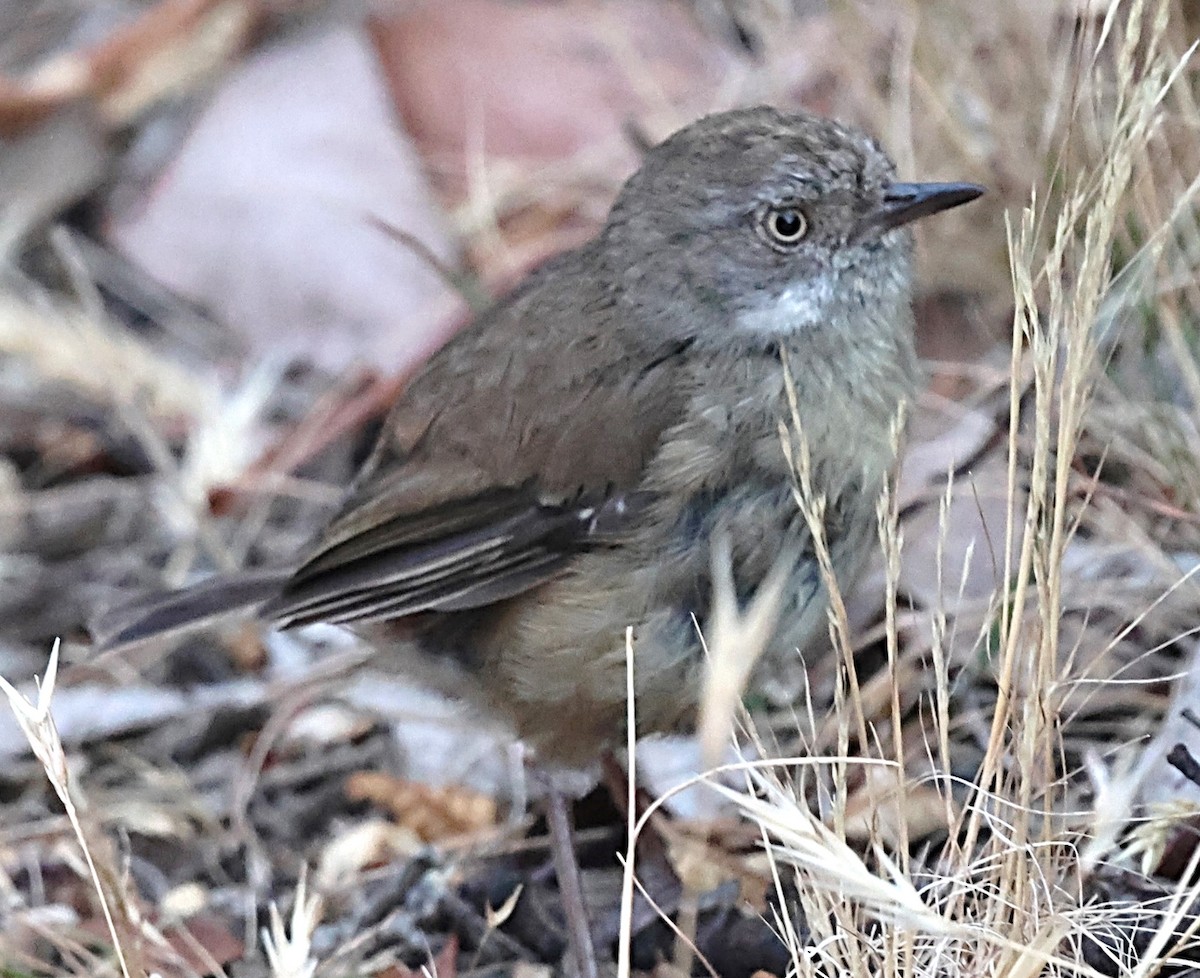 White-browed Scrubwren - ML629089823