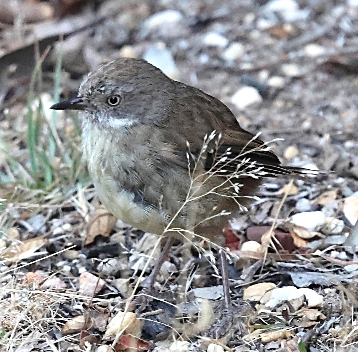 White-browed Scrubwren - ML629089829