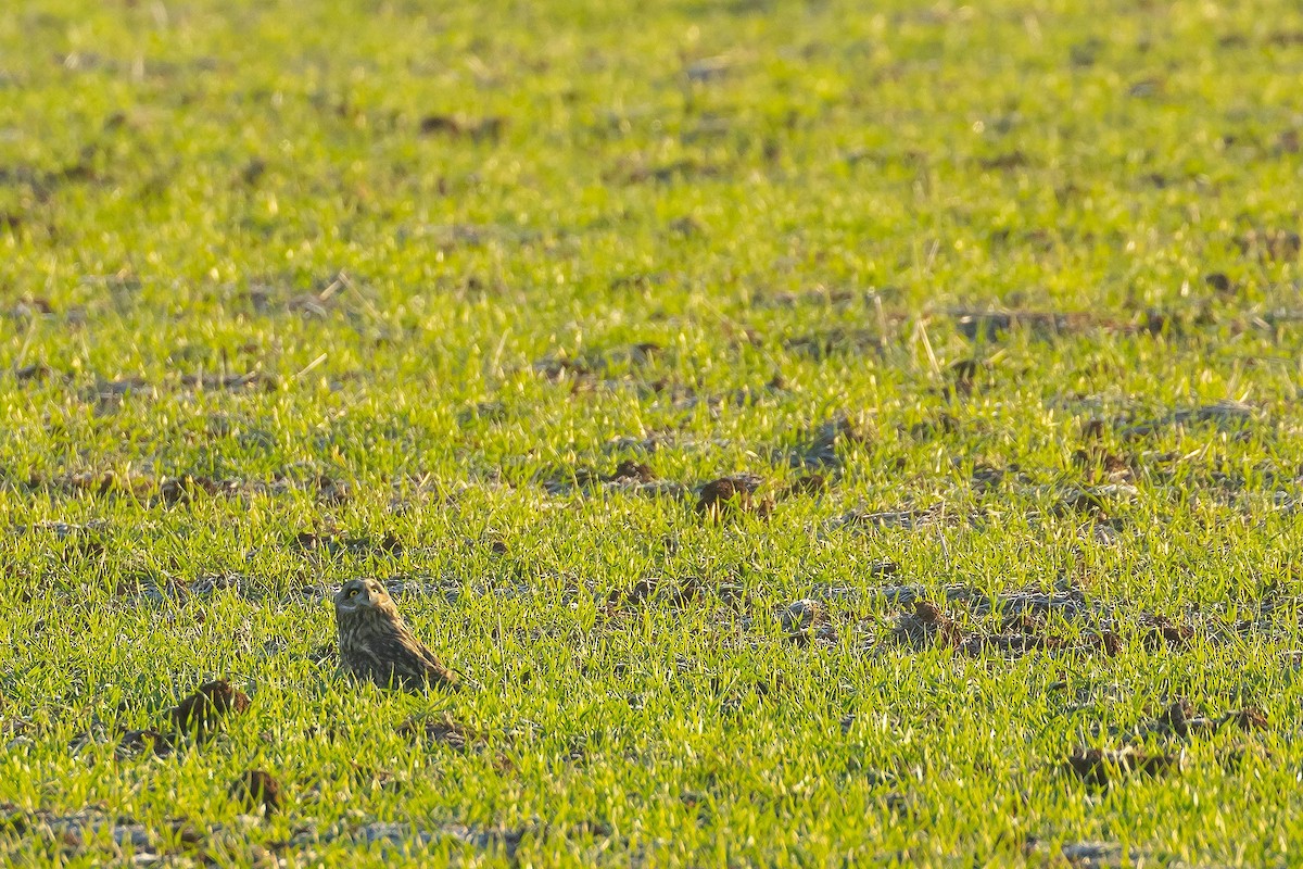 Short-eared Owl - ML629089845