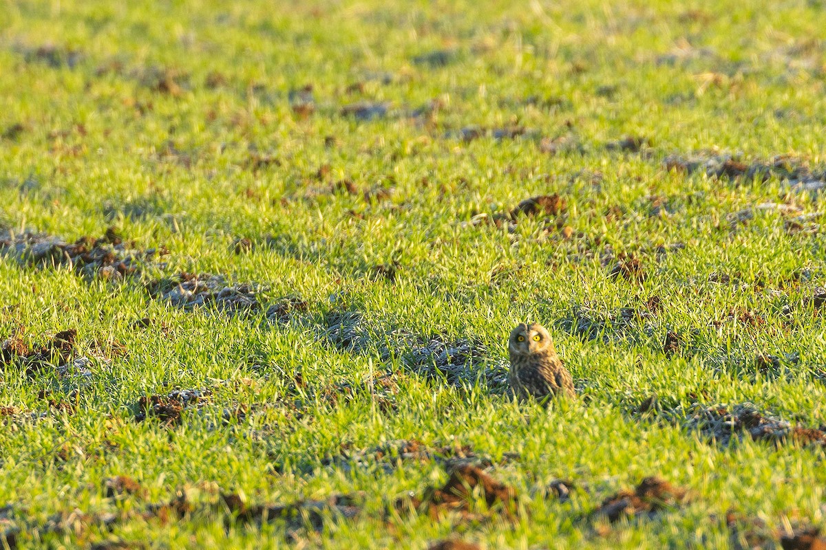 Short-eared Owl - ML629089846