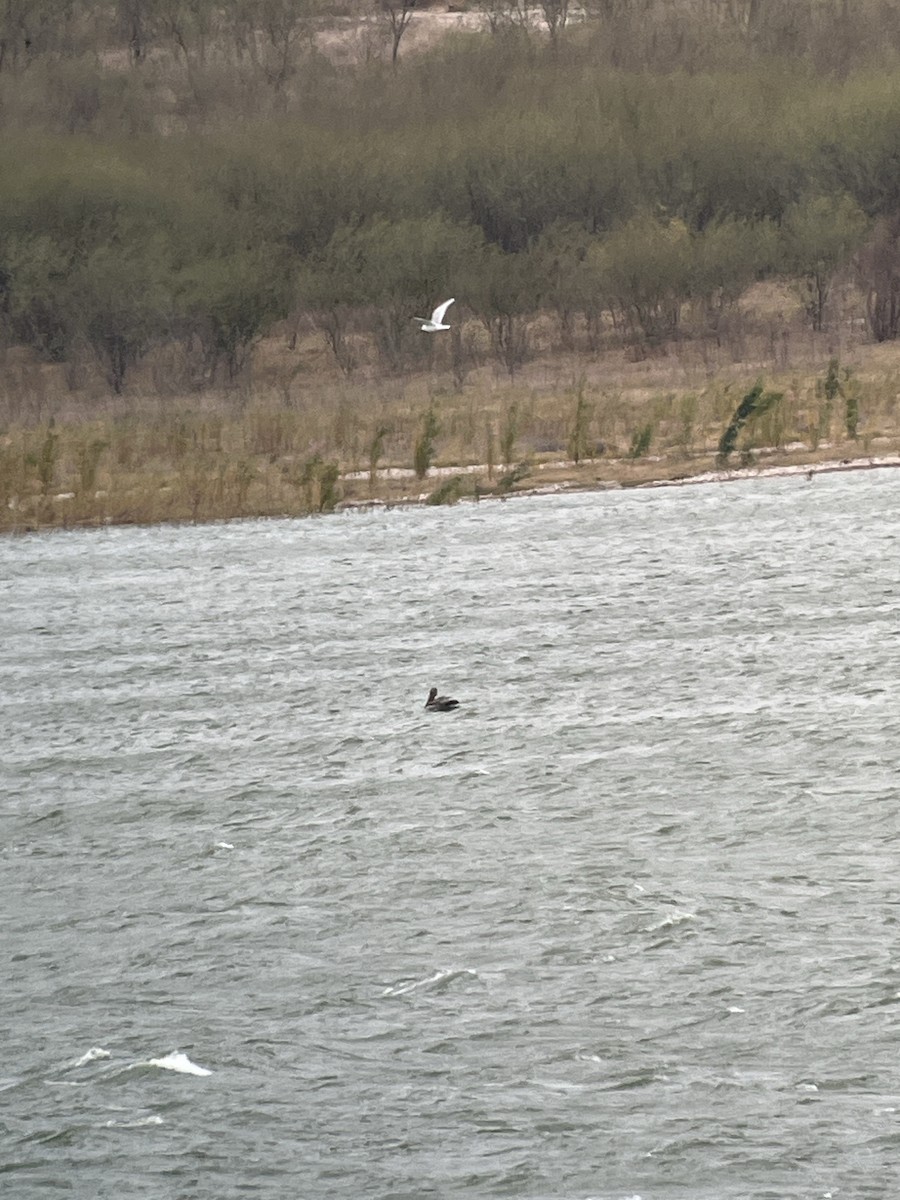 Brown Pelican - ML629089856