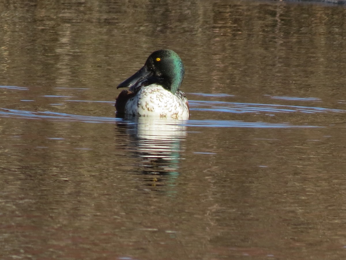 Northern Shoveler - ML629089935