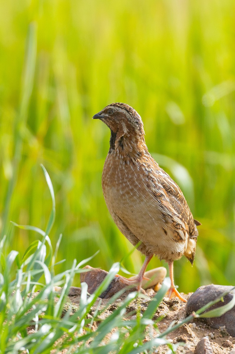 Common Quail - ML629090010