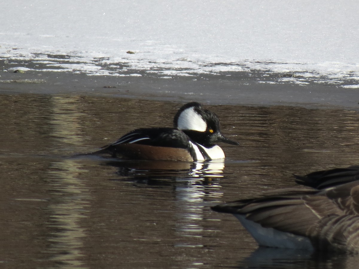 Hooded Merganser - ML629090120