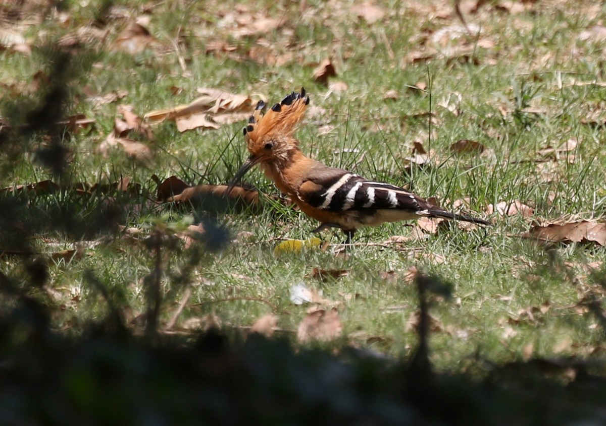 Madagascar Hoopoe - ML629090130