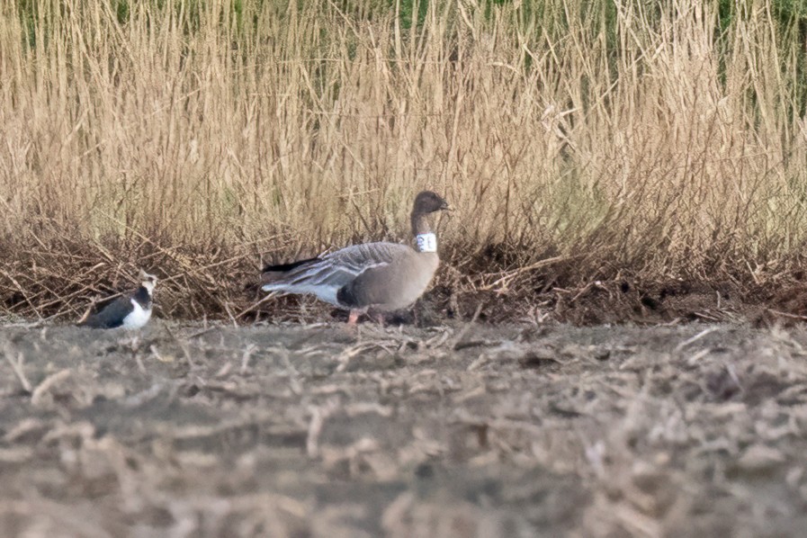 Oca zamperosee - ML629090143