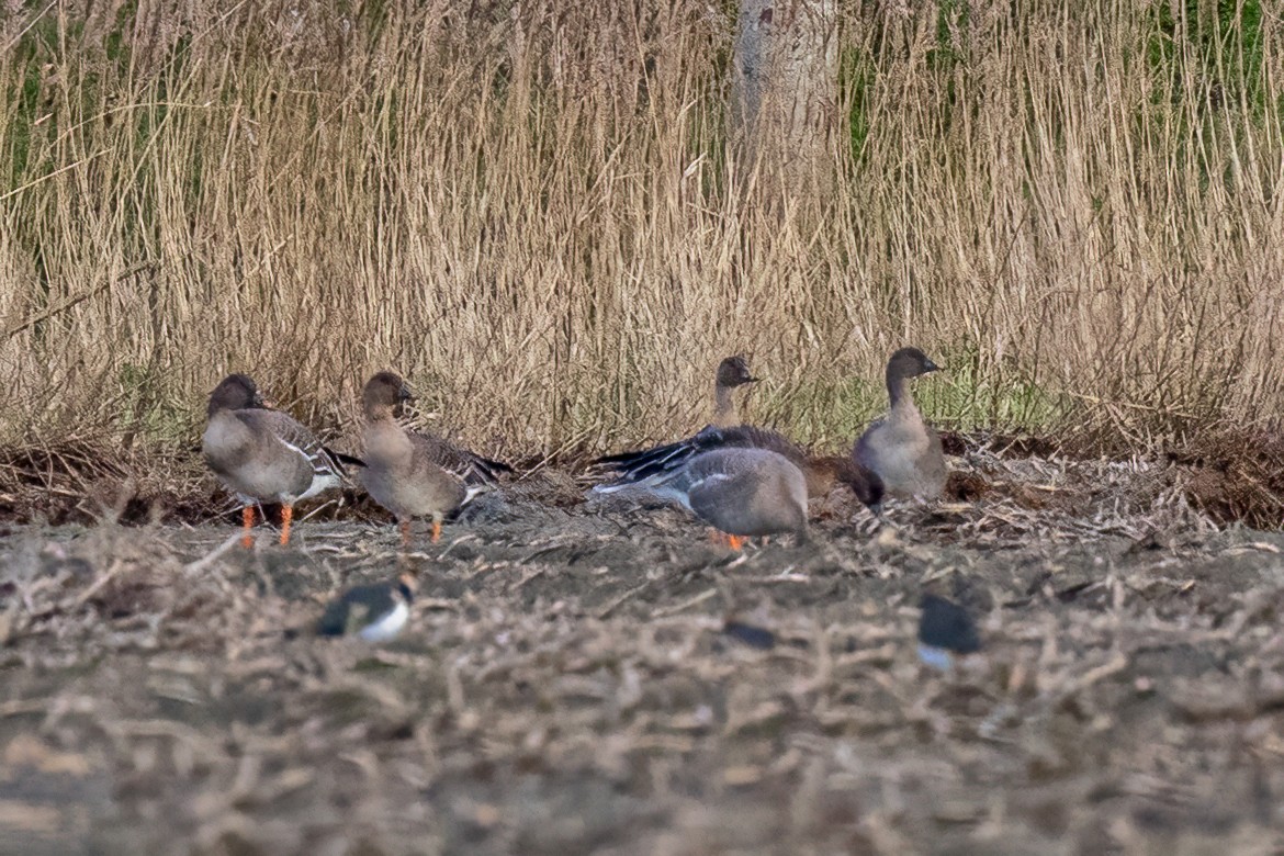 Oca granaiola della tundra - ML629090226