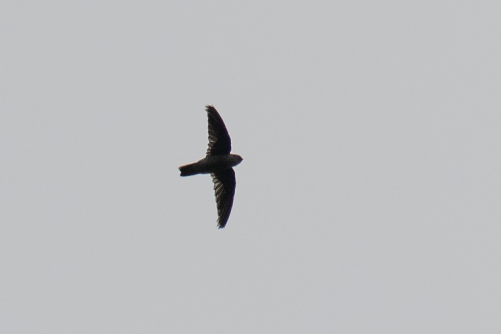 salangana seychelská - ML629090422