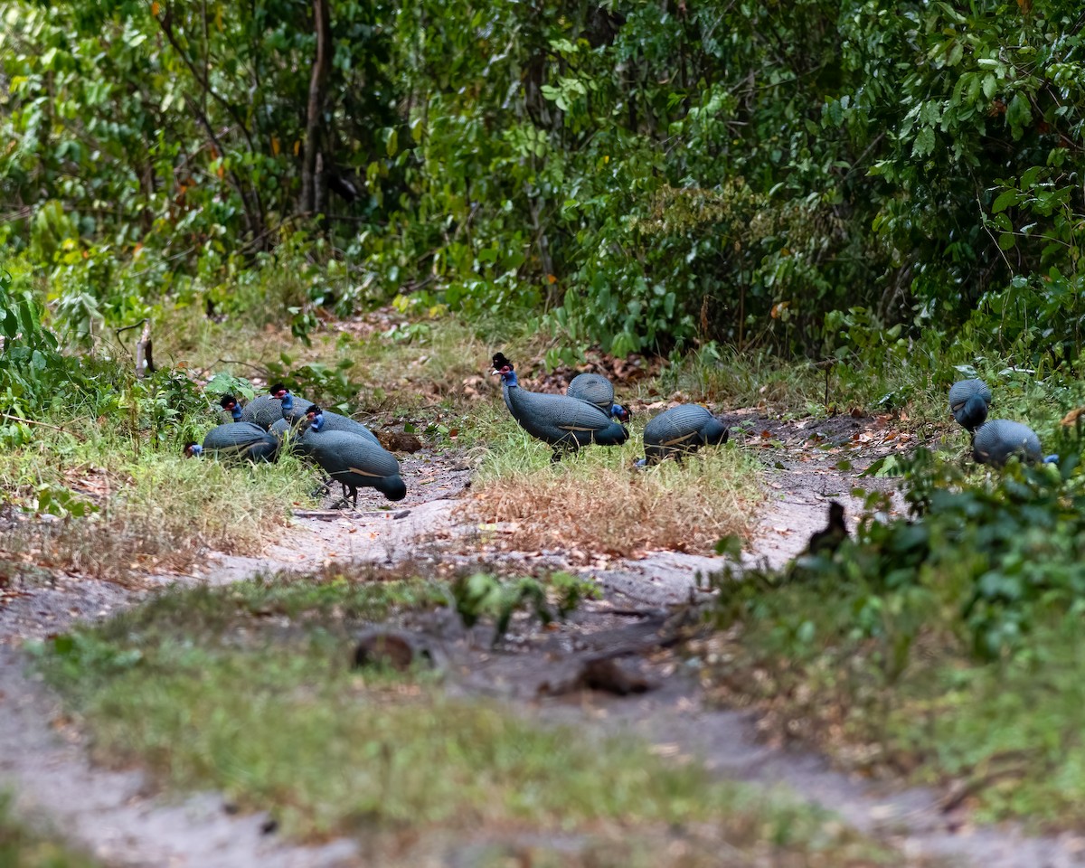 Eastern Crested Guineafowl - ML629090429