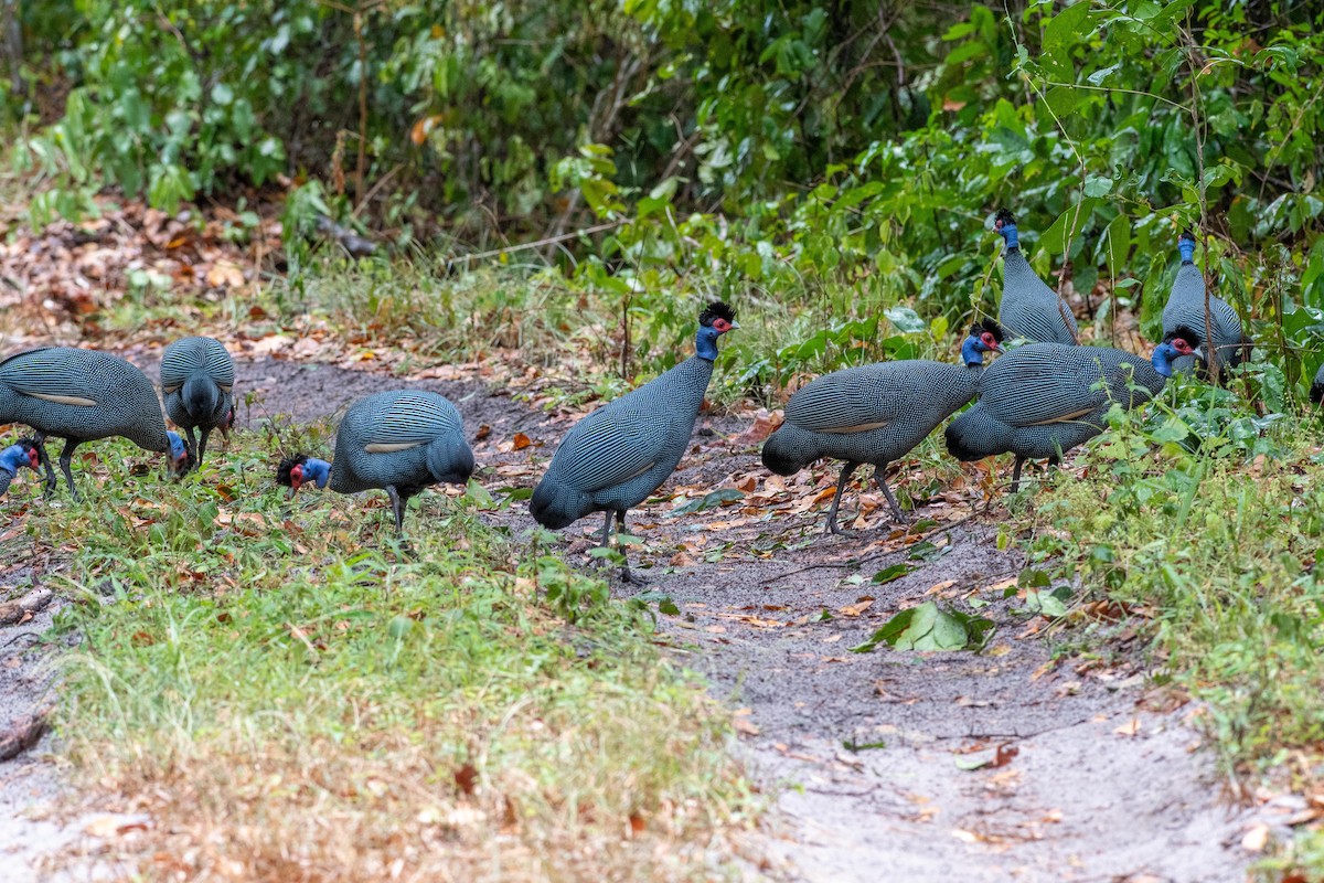 Eastern Crested Guineafowl - ML629090430