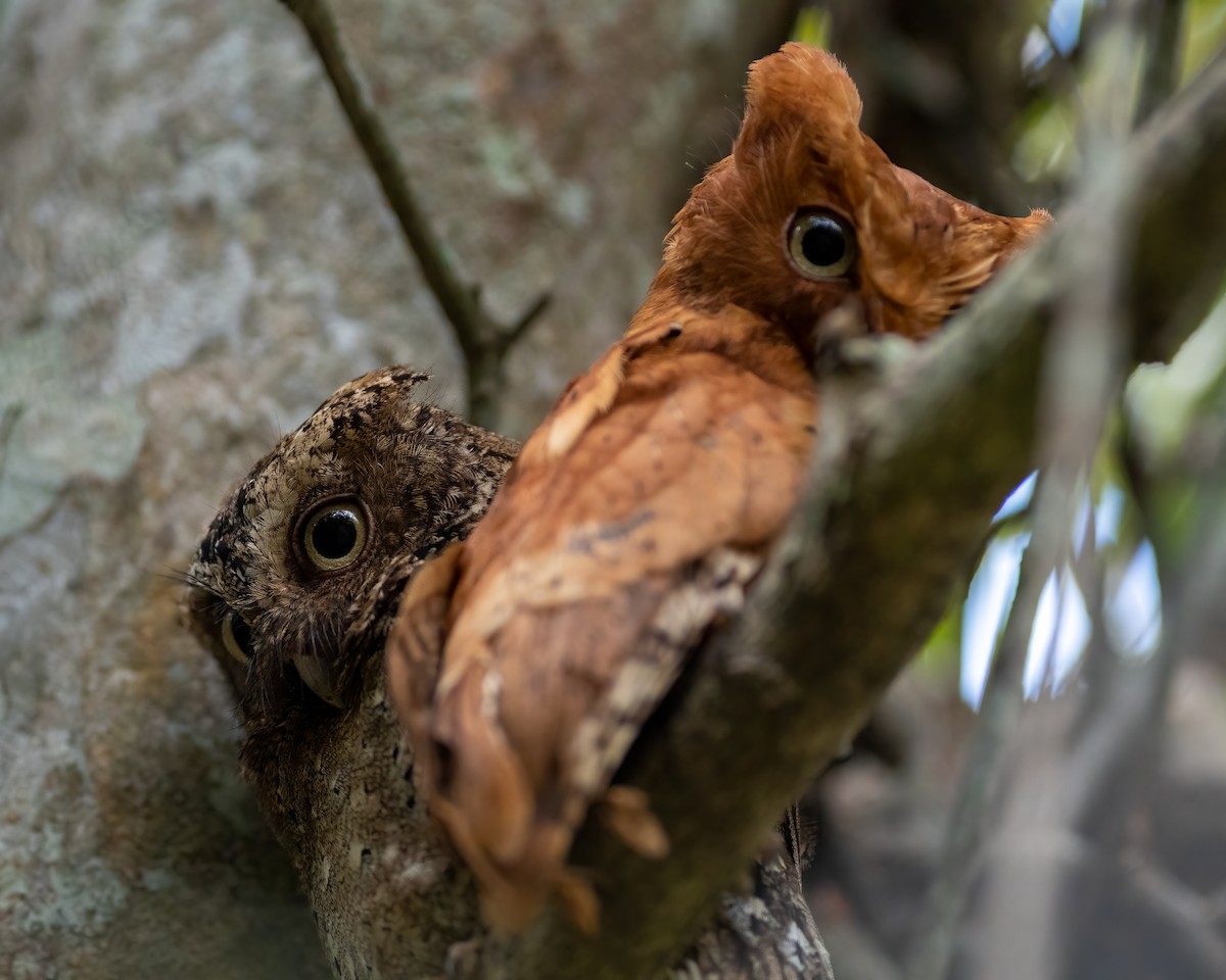 Sokoke Scops-Owl - ML629090620