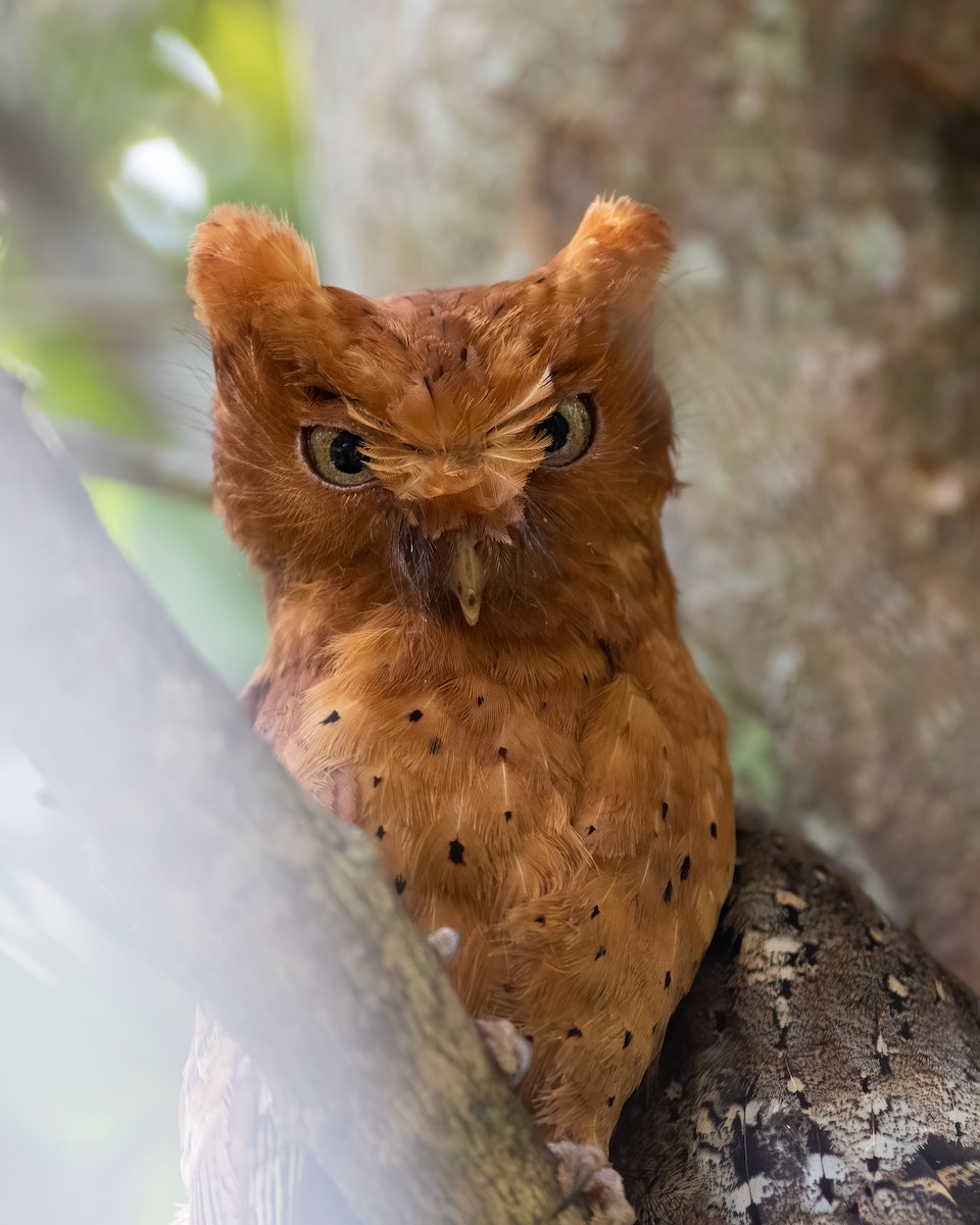 Sokoke Scops-Owl - ML629090622