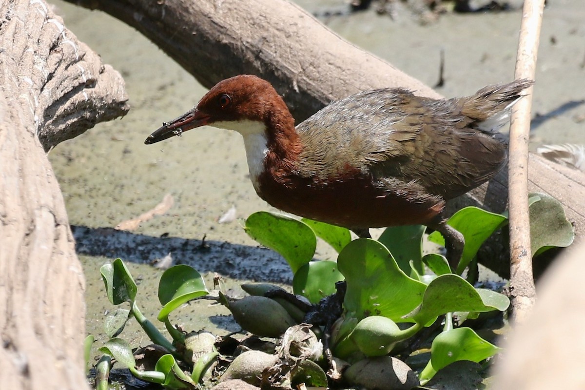 White-throated Rail - ML629090666