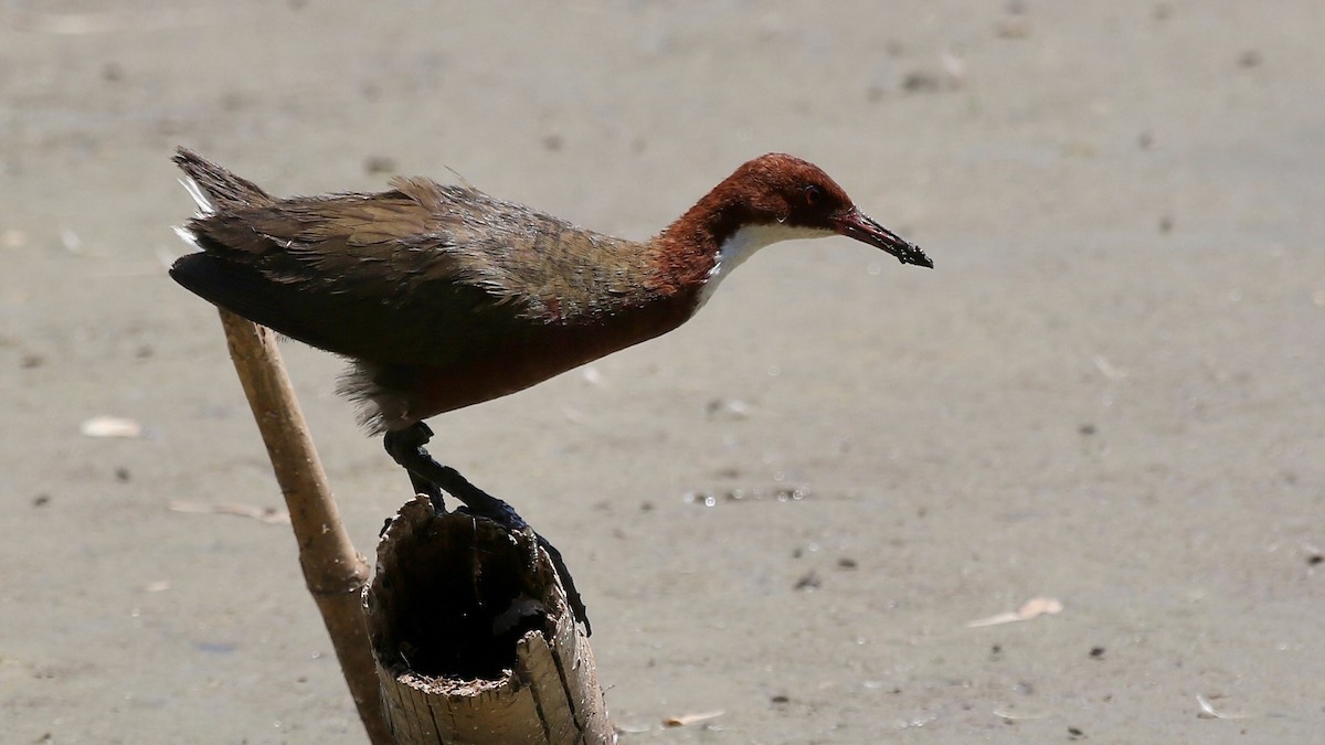 White-throated Rail - ML629090667
