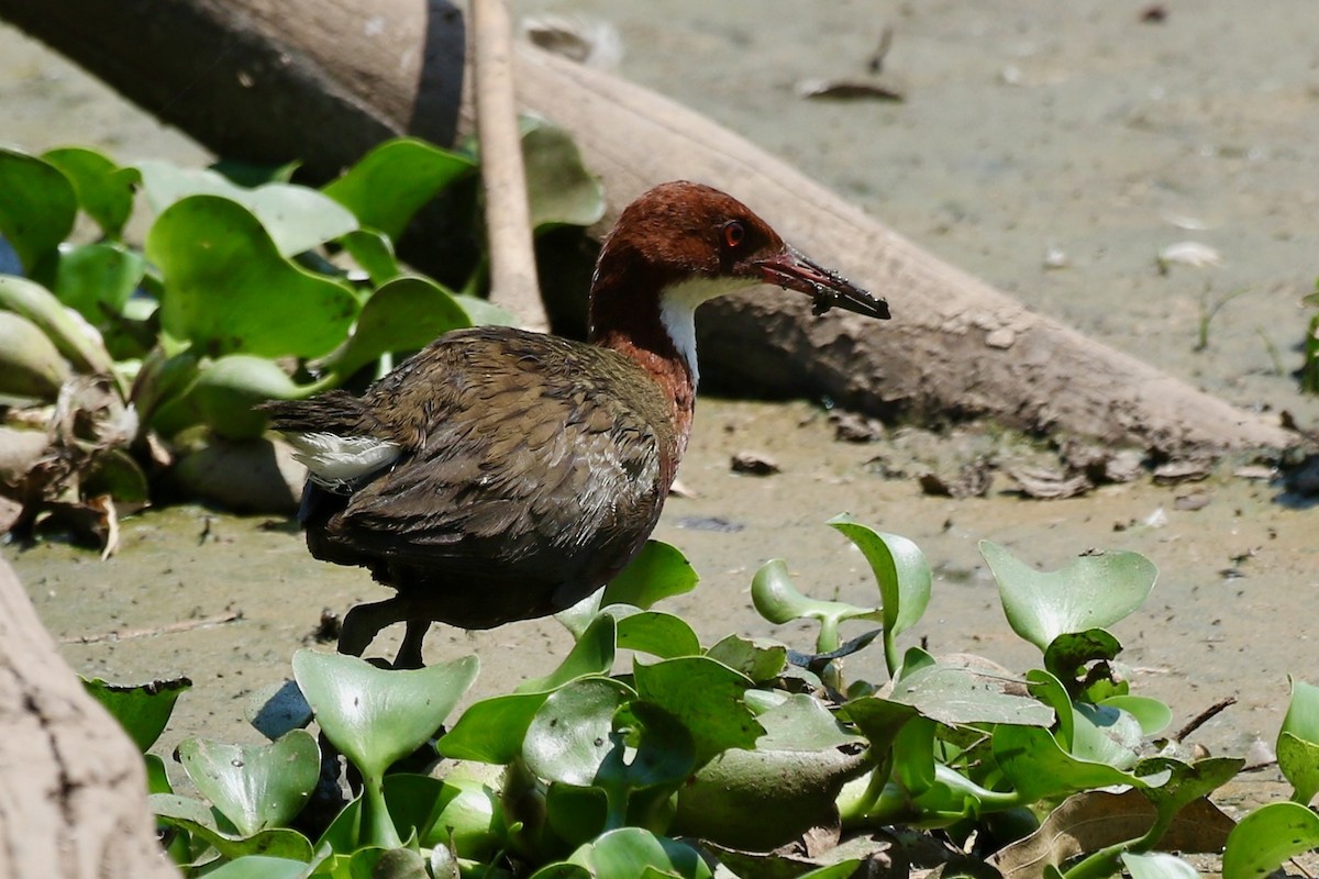 White-throated Rail - ML629090668