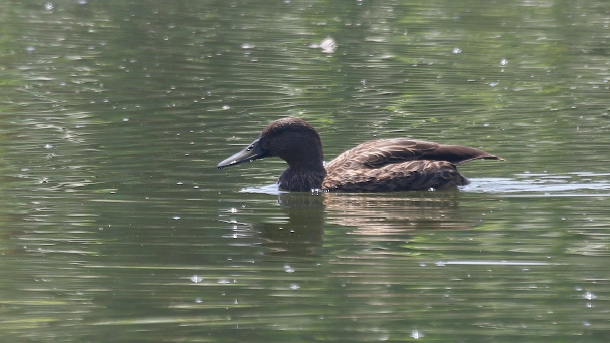 Meller's Duck - ML629090689
