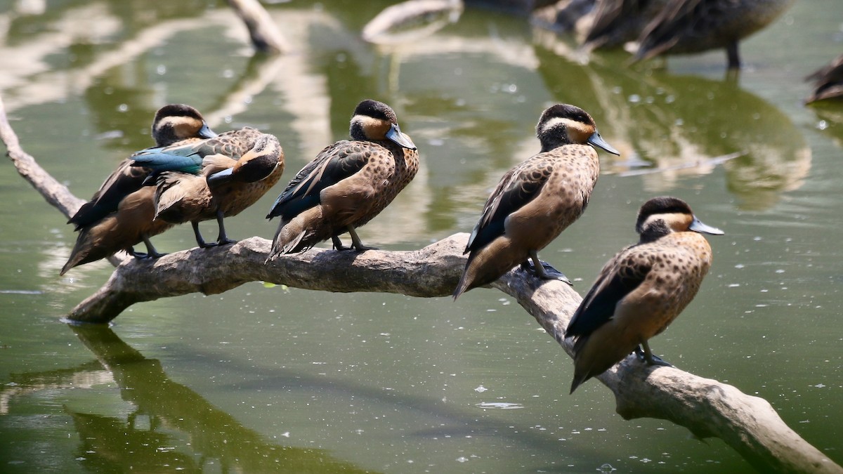 Blue-billed Teal - ML629090712