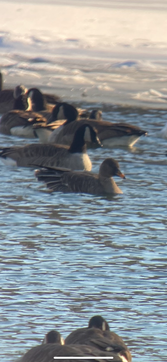 Oca granaiola della taiga - ML629090723