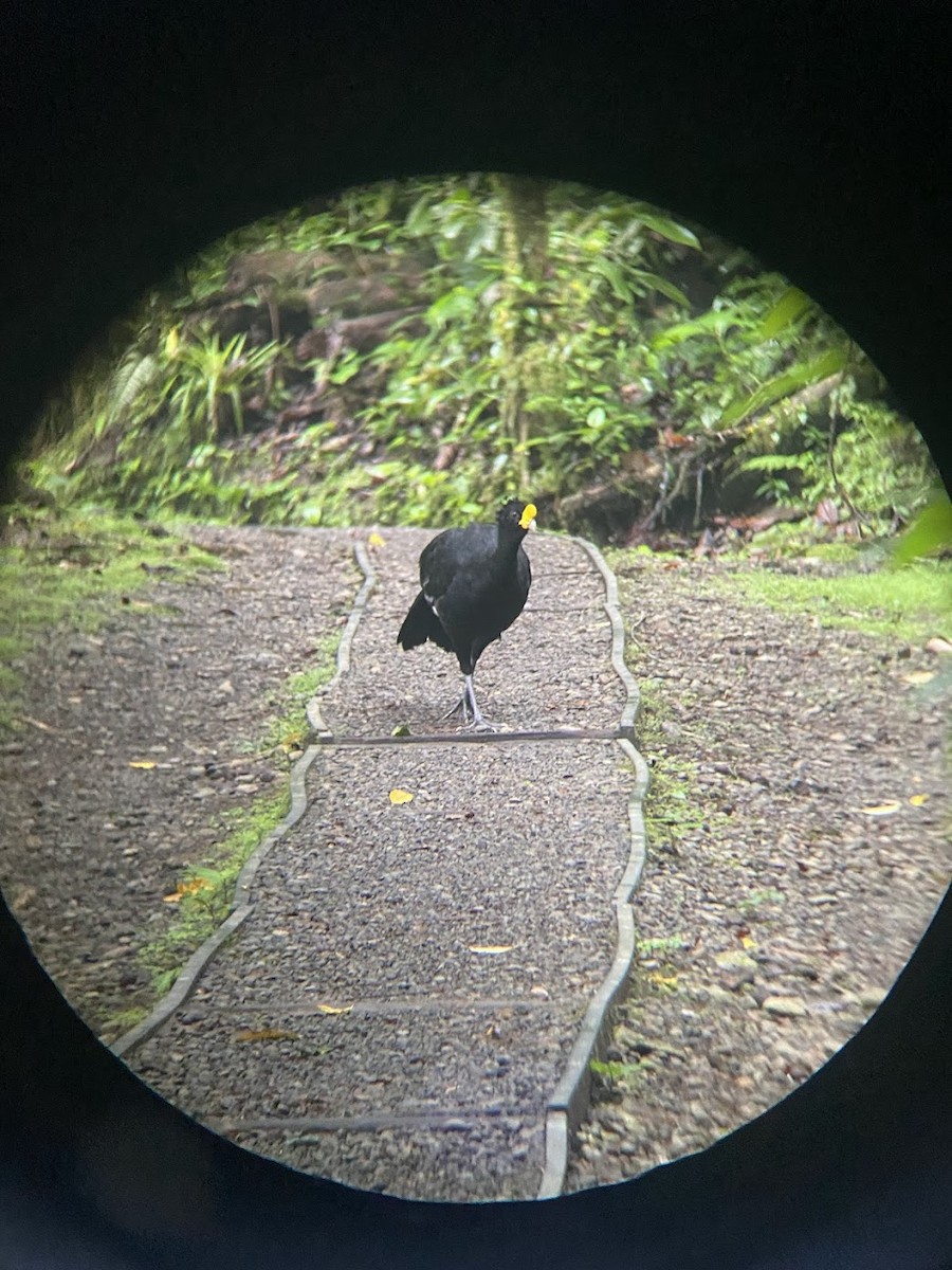 Great Curassow - ML629090924