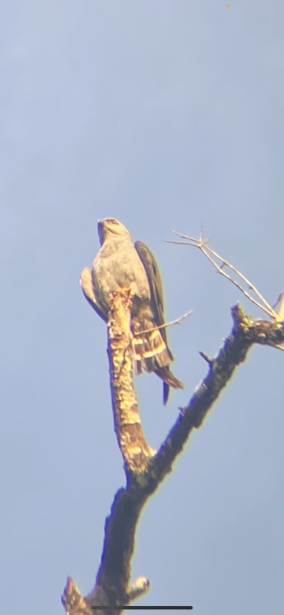 Plumbeous Kite - ML629090982