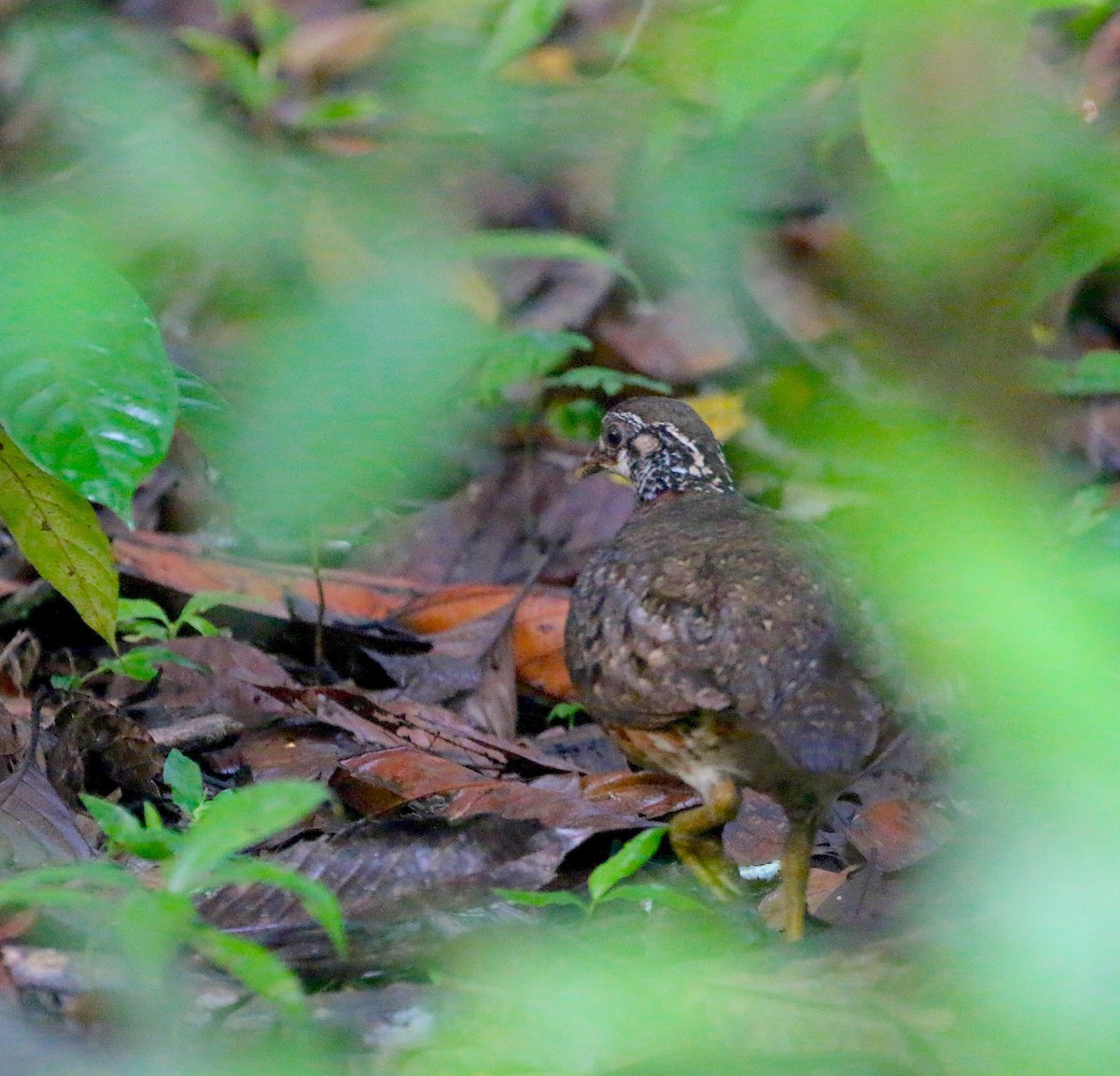 Sabah Partridge - ML629090983