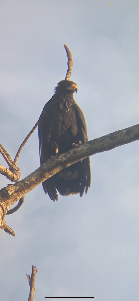 Common Black Hawk - ML629090985