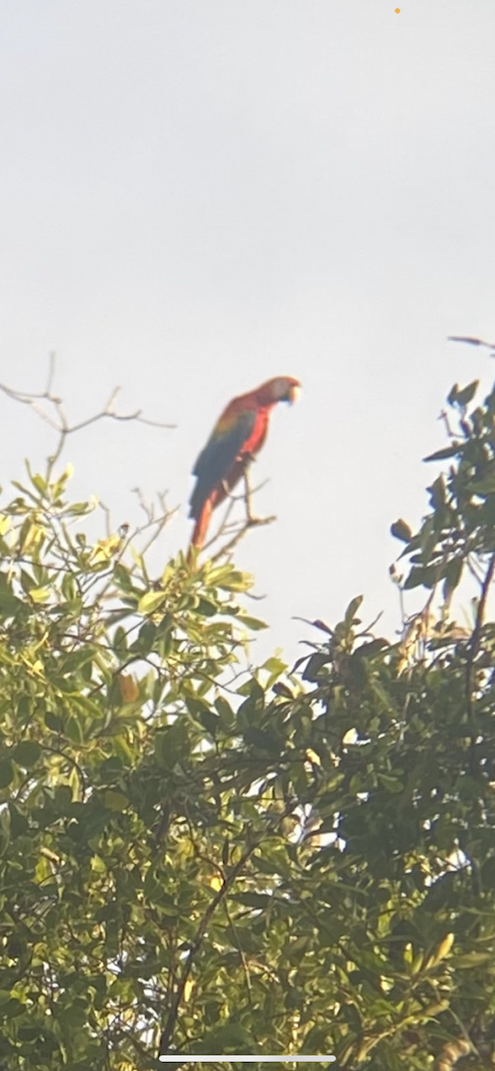 Scarlet Macaw - ML629091024