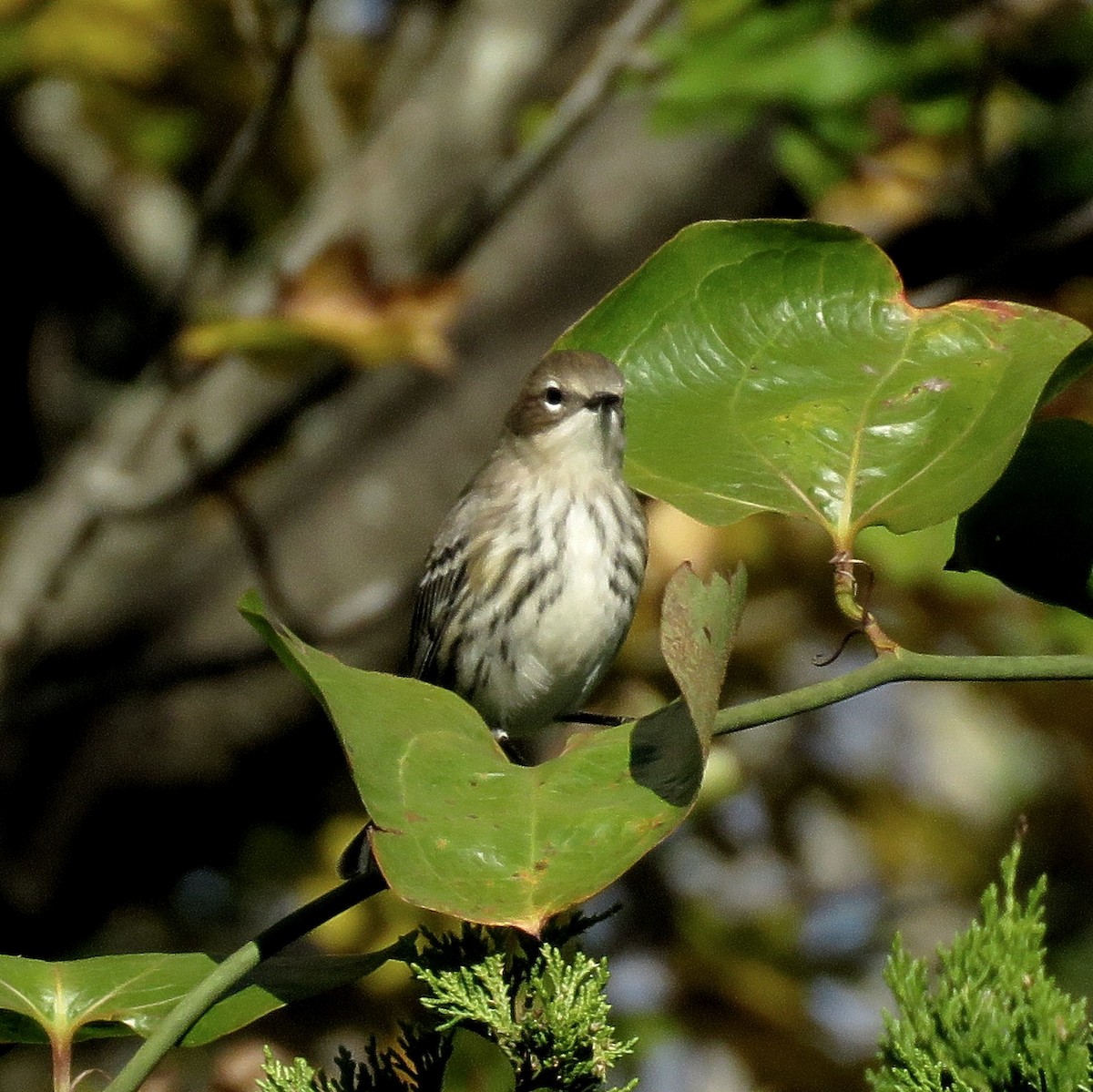 キヅタアメリカムシクイ（coronata） - ML629091109