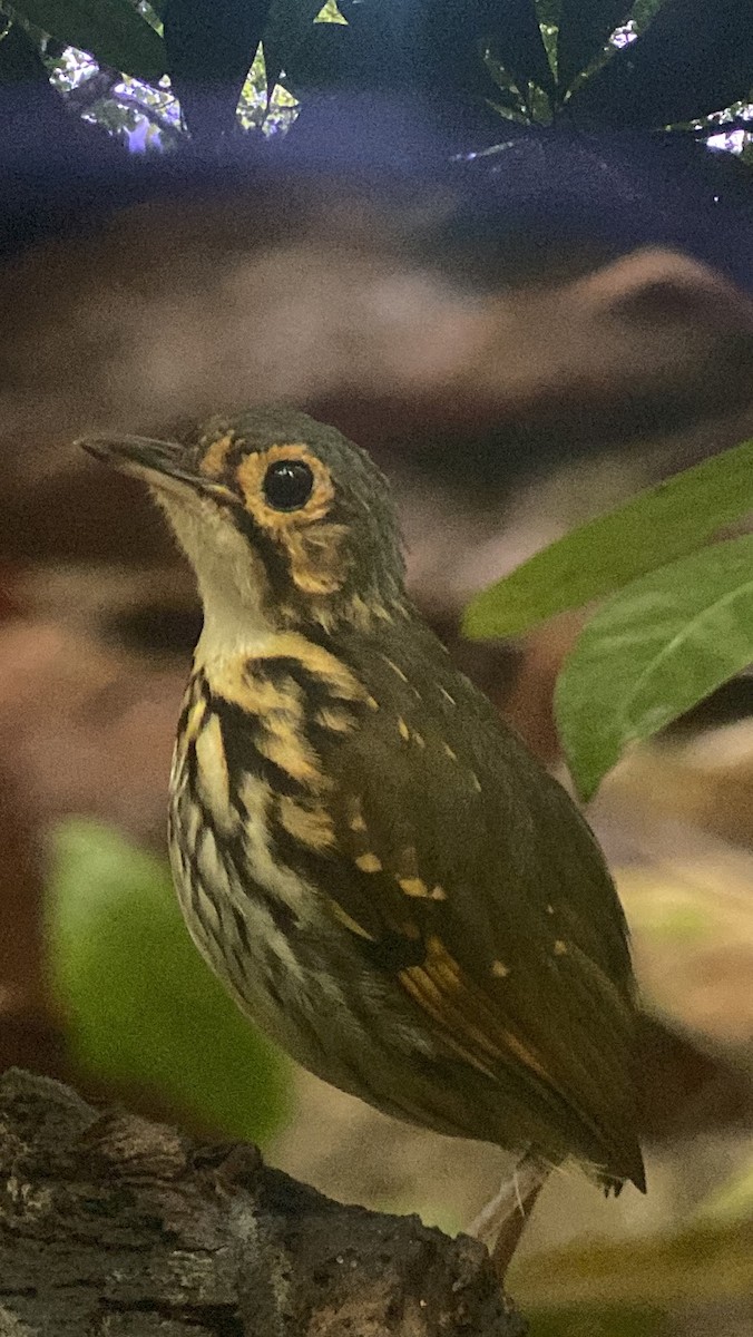 Streak-chested Antpitta - ML629091143