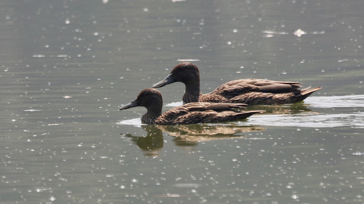 Meller's Duck - ML629091173