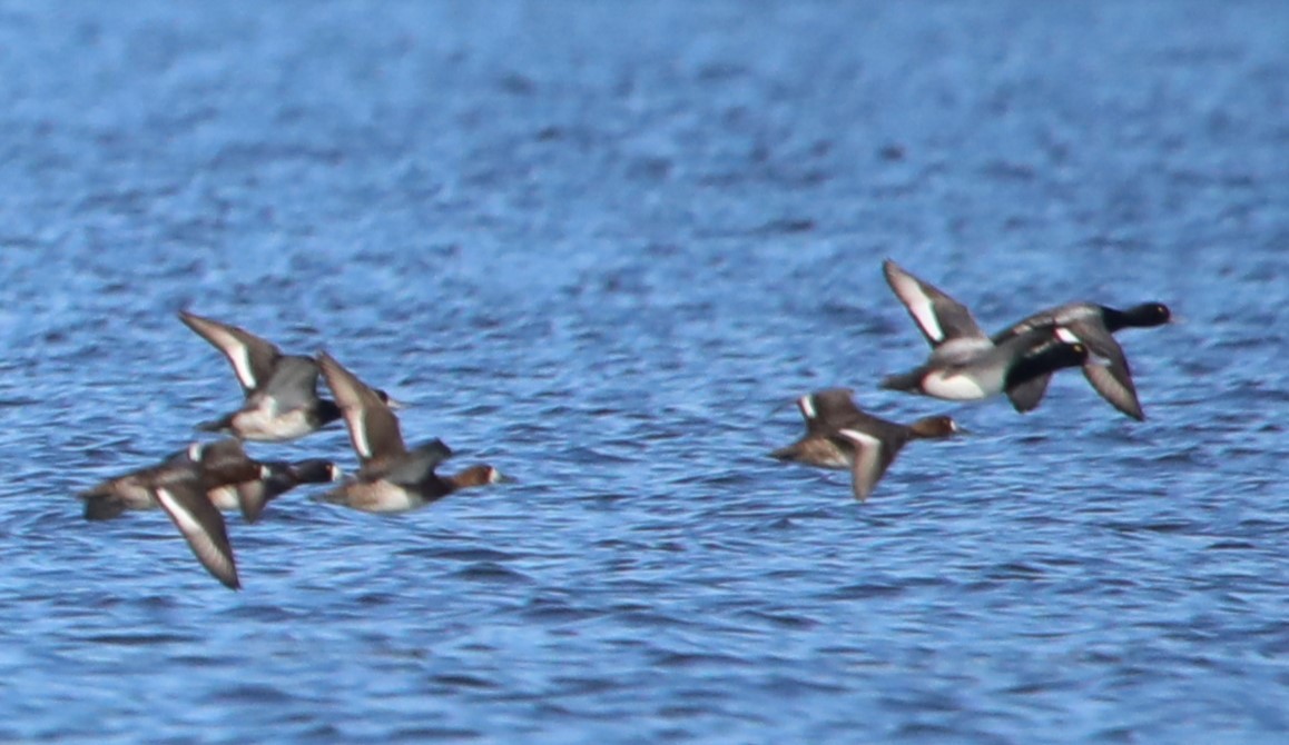 Greater Scaup - ML629091272