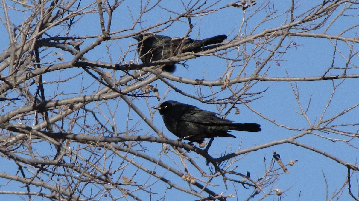 Brewer's Blackbird - ML629091401