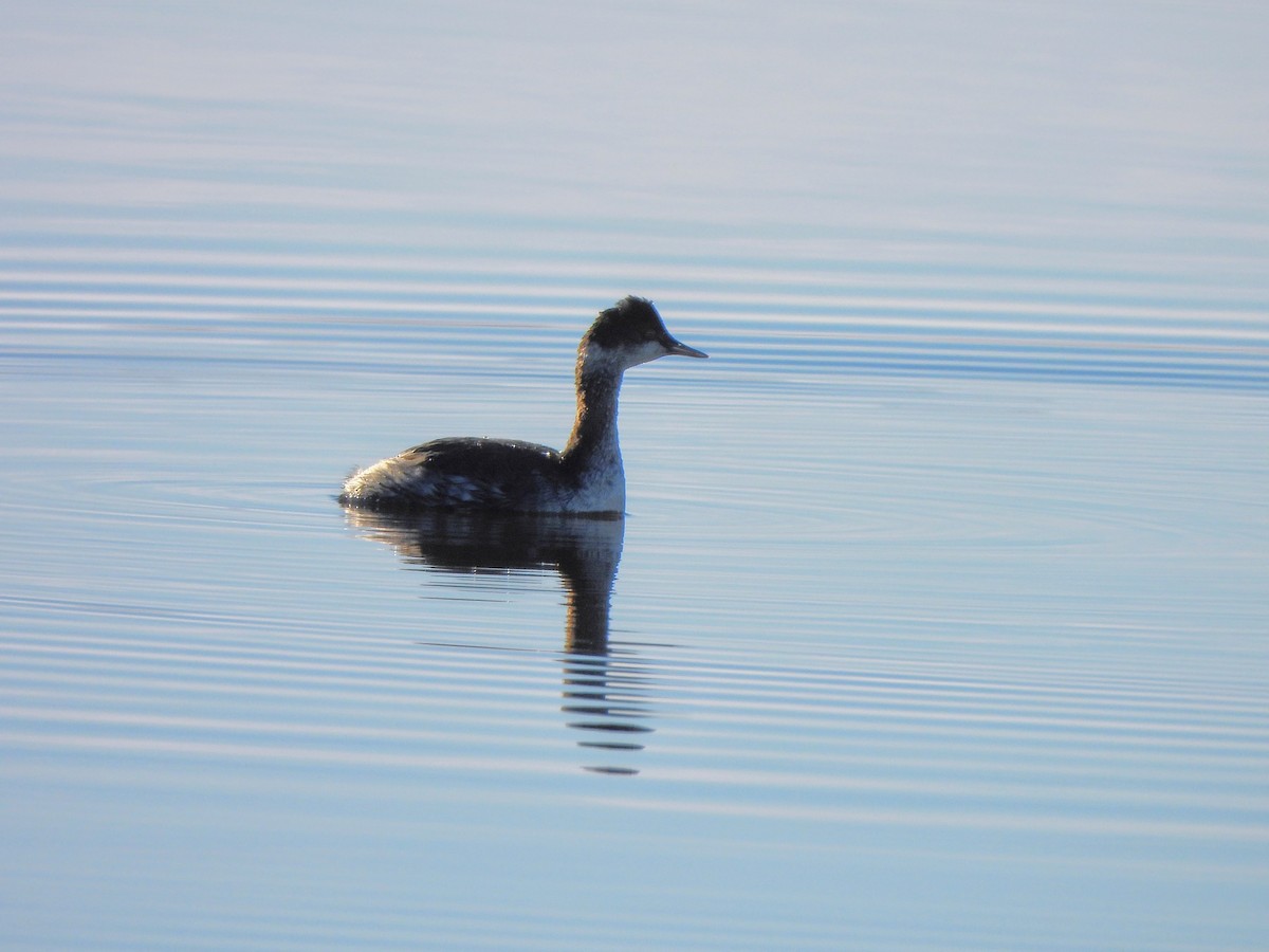 Eared Grebe - ML629091439