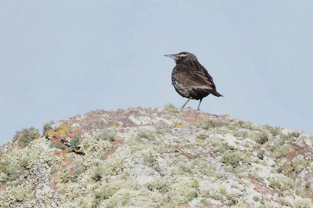 Long-tailed Meadowlark - ML629091631