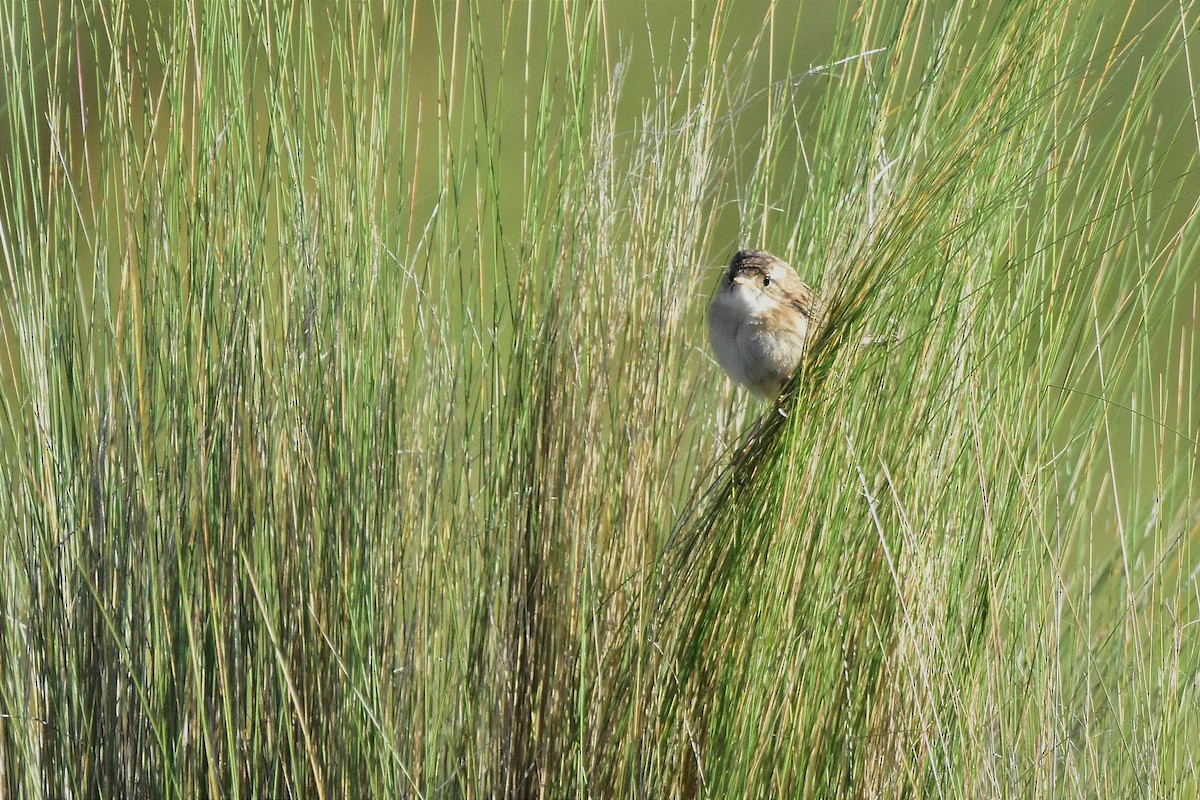 Grass Wren - ML629091646