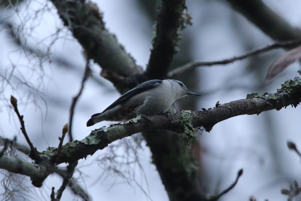 White-breasted Nuthatch - ML629091696