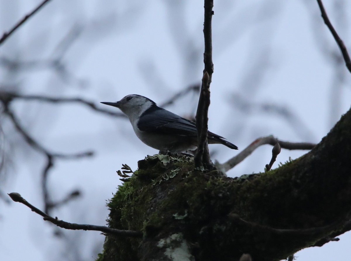 White-breasted Nuthatch - ML629091697