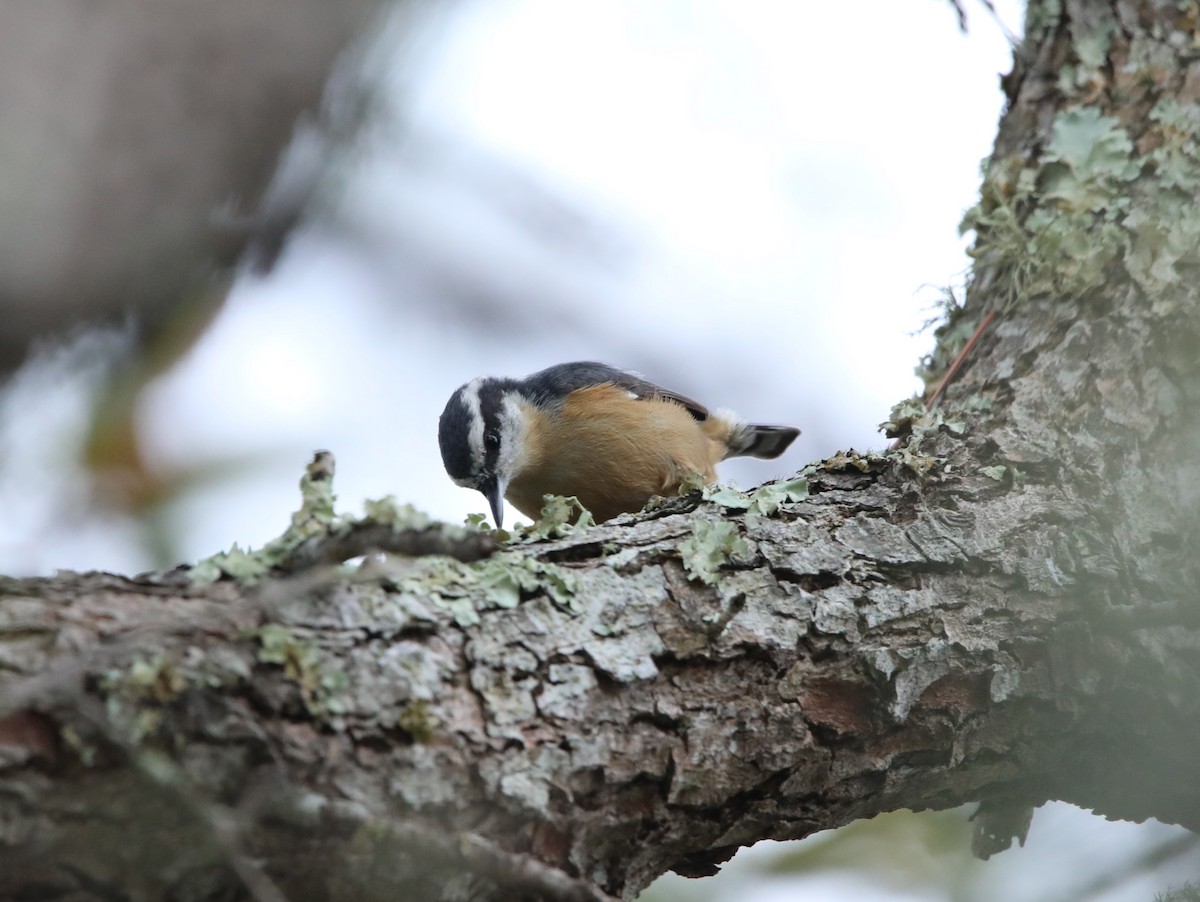 Red-breasted Nuthatch - ML629091719